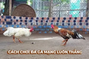 Bí Kíp Chơi Đá Gà Sabong E2BET Thắng Lớn Từ Cao Thủ