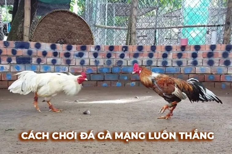 Bí Kíp Chơi Đá Gà Sabong E2BET Thắng Lớn Từ Cao Thủ