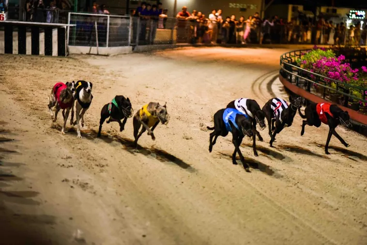 Hướng Dẫn Cách Chơi Game Nhanh Đua Chó Tại E2BET 2 Hướng Dẫn Cách Chơi Game Nhanh Đua Chó Tại E2BET