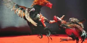 Bật Mí Cách Chơi Đá Gà WS168 Tại E2BET Thắng Lớn Mỗi Ngày